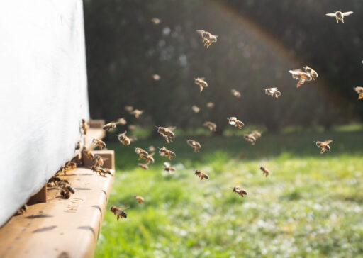 Beehive-scaled-2200x1400-1.jpg